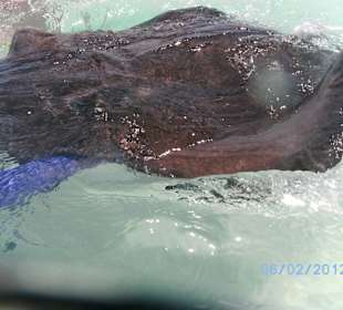 Tolle Tiere, sehr zutraulich