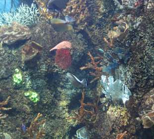 National Aquarium Malta