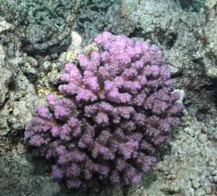 Koralle beim zweiten Schnorchelgang