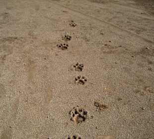 Löwenspuren
