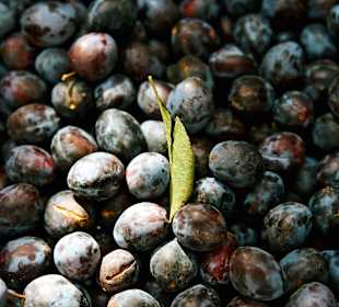 Zwetschkenernte Gölles