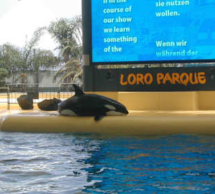 Loro Parque - Orca Show