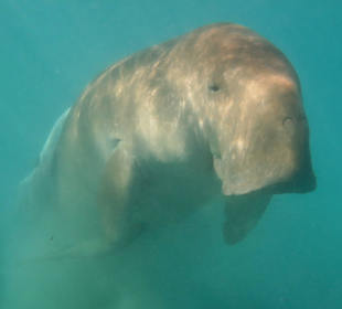 Seekuh auf 2m Tiefe!!!