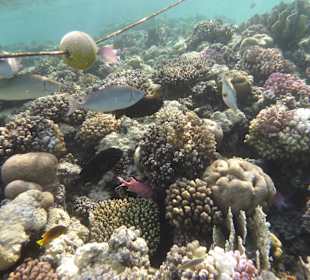 Schnorcheln Makadi Bay