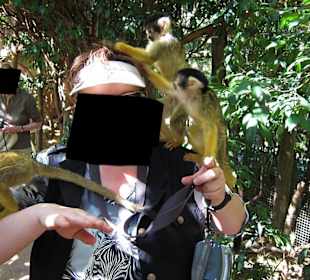 Monkey Jungle