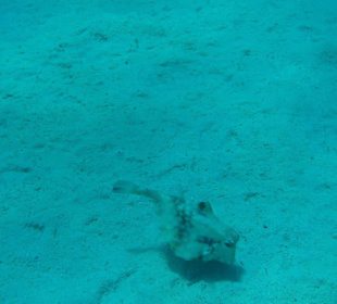 Was ist das für ein Fisch?