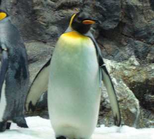 Im Pinguinhaus