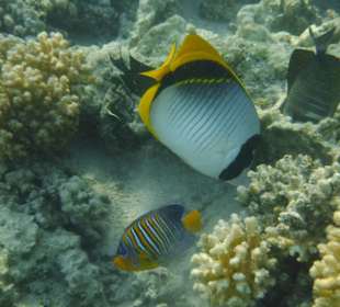 Riesenfalterfisch
