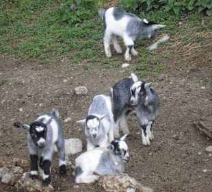 Kleine Ziegen