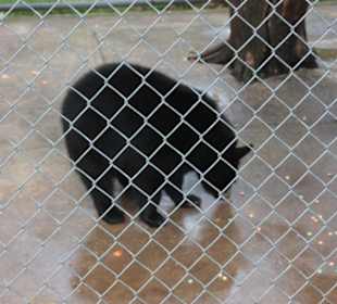 Schwarzbär