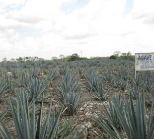 Agavenfeld