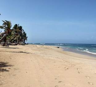 Strand pur