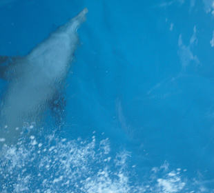 Delfin
