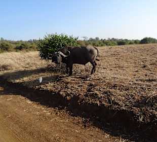 Schlecht gelaunter Büffel