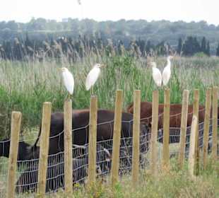 Parc natural de s’Albufera