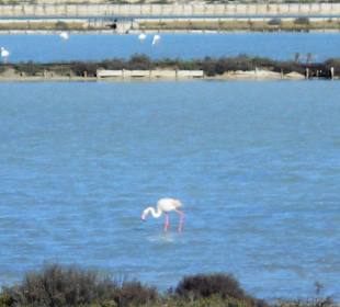 Parco Naturale Molentargius Saline