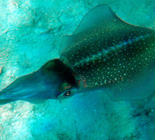 Fische