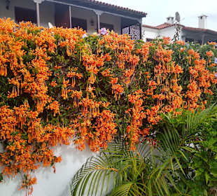 Wandern Puerto de la Cruz