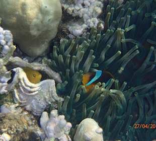 Schnorcheln Makadi Bay