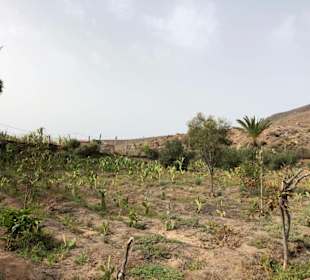 Kaktusplantage Verkos