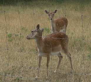 Wildgehege Holzelfingen