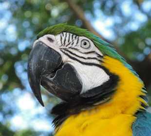 Papageien-Station im Botanischen Garten Deshaies