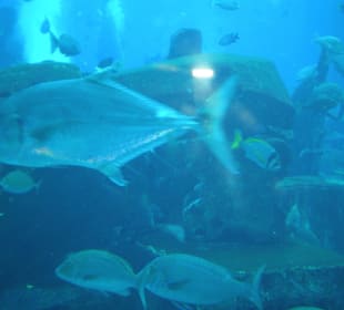 Aquarium