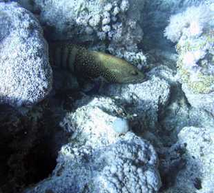 Nurkowanie w Sharm el Sheikh - podwodne życie