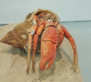 Rundgang durch das Zoologische Museum Kiel