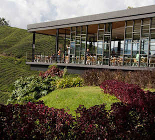 Restauracja na Cameron Highlands