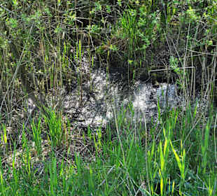 Moorwald am Bederkesaer See