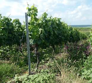 Escherndorf: Eindrücke einer Weinbergeswanderung