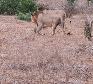 Tsavo Ost und West Safari