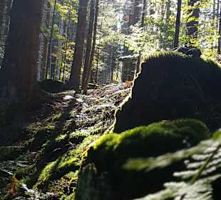 Wandern Drachselsried