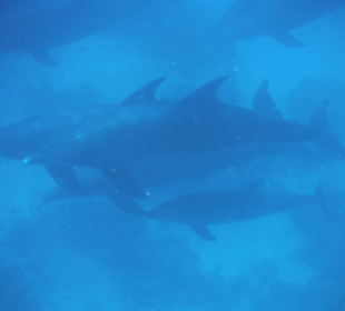 Schwimmen mit Delphinen