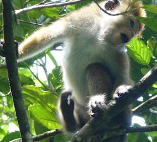 Im Sinharaja Rainforest