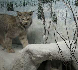 Kluane Museum of Natural History