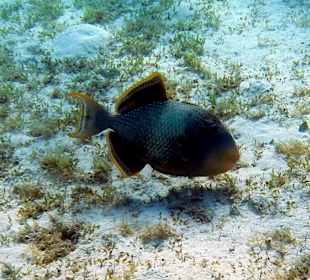 Schnorcheln Marsa Alam