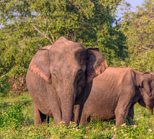 Udawalawe Nationalpark