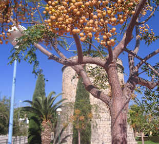 Stadtrundgang Algarrobo Costa