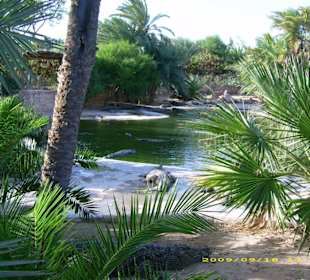 Blick auf die Krokodile