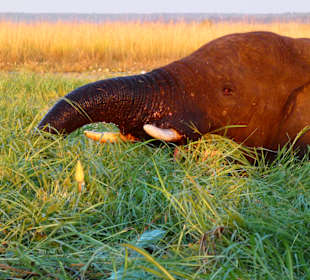 Elefant frisst Chobe-Flussgras
