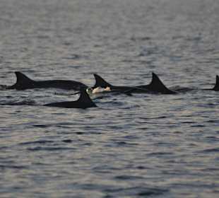 Ausflug schwimmen mit Delphinen