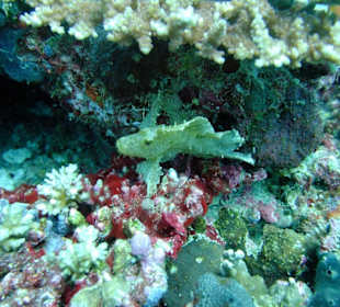 Tauchplatz "Madivaru Corner"