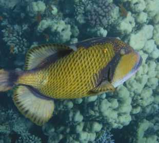 Fisch bei Schnorcheltour