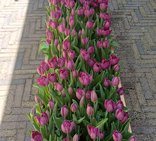 Keukenhof