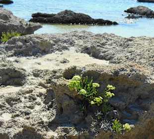 Impressionen Elafonisi