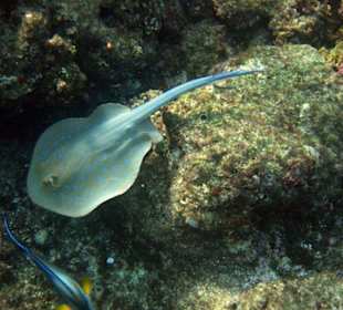 Blaupunktrochen am Riffdach