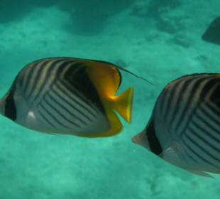 Coraya Bay, Unterwasserwelt