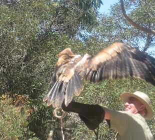 Tolle Wildvogel Vorführung
